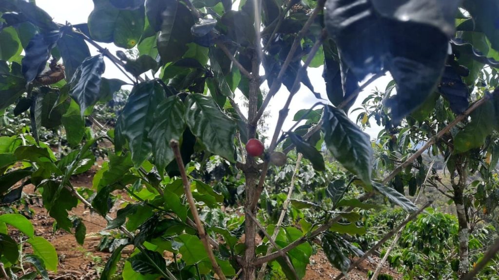 coffee berries in Vietnam
