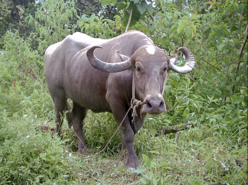 A buffalo in Vietnam