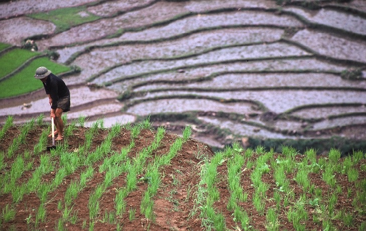Rice paddies in Sapa for a Motorbike North Vietnam
