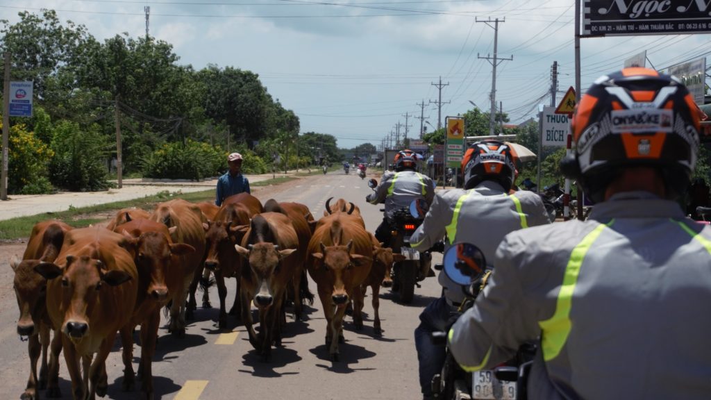 Onyabike Adventures tour group and cows