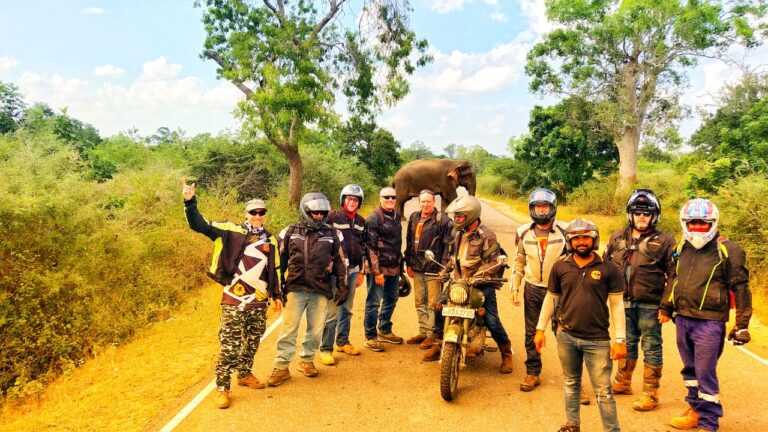 Spot elephants on your Sri Lanka motorcycle tour
