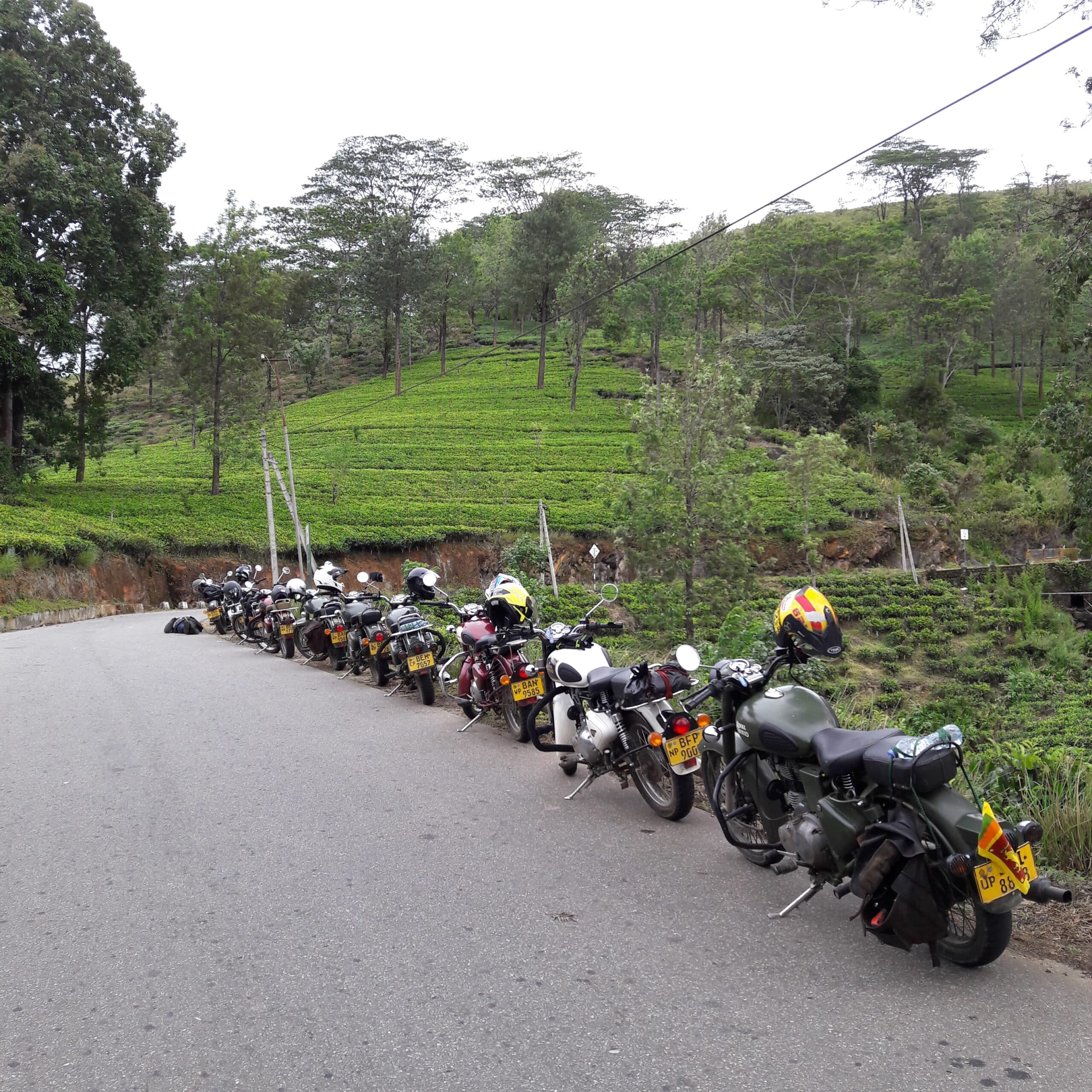 Tea fields keep motorcycle riders cool in Sri Lanka