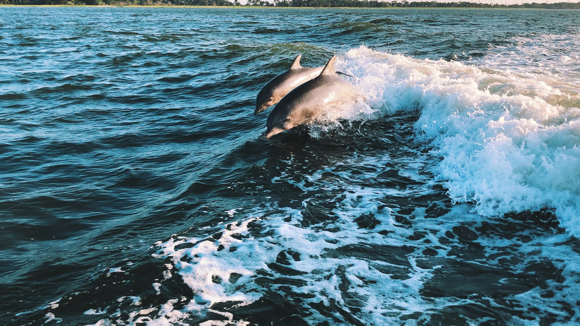 Whale watching on a Sri Lanka motorbike tour