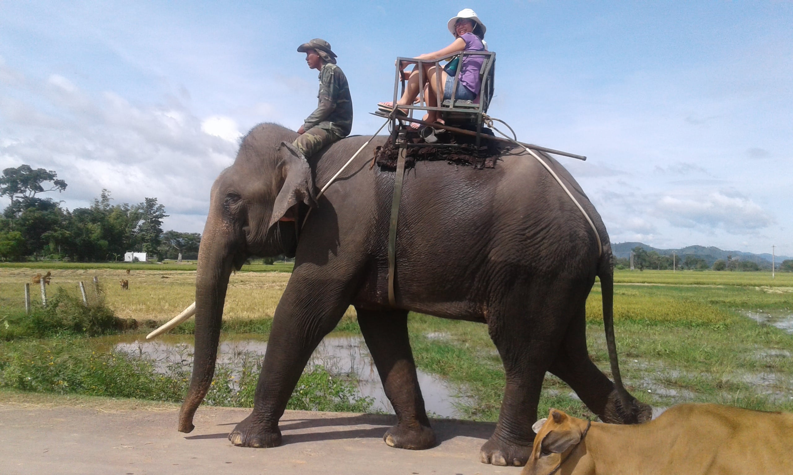 Ho Lak elephants